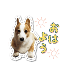 楽しい！元気！コーギー犬アルくん（個別スタンプ：1）