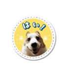 楽しい！元気！コーギー犬アルくん（個別スタンプ：5）