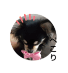 犬のチョコ君5❤（個別スタンプ：2）