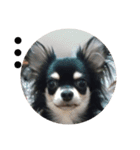 犬のチョコ君5❤（個別スタンプ：3）