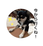 犬のチョコ君5❤（個別スタンプ：4）