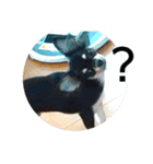 犬のチョコ君5❤（個別スタンプ：5）