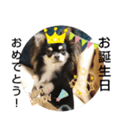 犬のチョコ君5❤（個別スタンプ：6）