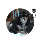 犬のチョコ君5❤（個別スタンプ：8）