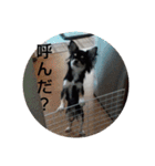 犬のチョコ君5❤（個別スタンプ：9）