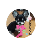 犬のチョコ君5❤（個別スタンプ：11）