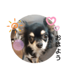 犬のチョコ君5❤（個別スタンプ：12）