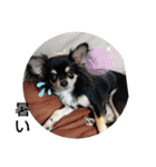 犬のチョコ君5❤（個別スタンプ：14）