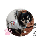犬のチョコ君5❤（個別スタンプ：16）