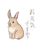 動物系あいさつ（個別スタンプ：5）