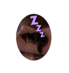 黒柴ちゃんの日常（個別スタンプ：3）