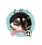 黒柴ちゃんの日常（個別スタンプ：5）