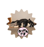 黒柴ちゃんの日常（個別スタンプ：6）