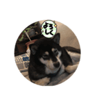 黒柴ちゃんの日常（個別スタンプ：8）