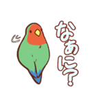 主張の激しいコザクラインコ（個別スタンプ：11）