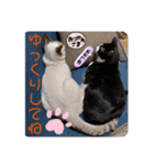 猫愛スタンプ ❹（個別スタンプ：1）