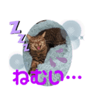 猫愛スタンプ ❹（個別スタンプ：2）