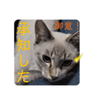 猫愛スタンプ ❹（個別スタンプ：4）