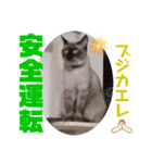 猫愛スタンプ ❹（個別スタンプ：5）