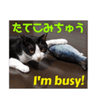 猫愛スタンプ ❹（個別スタンプ：6）