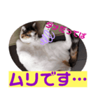 猫愛スタンプ ❹（個別スタンプ：7）