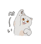 まんまる灰サビネコどんちゃんの毎日（個別スタンプ：1）