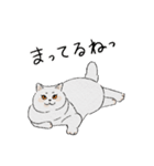 まんまる灰サビネコどんちゃんの毎日（個別スタンプ：28）