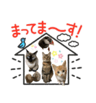 チャトラくん生後6週目～先住猫色々（個別スタンプ：1）