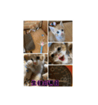 チャトラくん生後6週目～先住猫色々（個別スタンプ：3）
