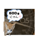 チャトラくん生後6週目～先住猫色々（個別スタンプ：5）
