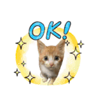 チャトラくん生後6週目～先住猫色々（個別スタンプ：7）