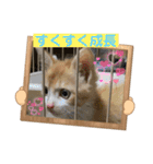 チャトラくん生後6週目～先住猫色々（個別スタンプ：8）