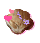 チャトラくん生後6週目～先住猫色々（個別スタンプ：14）