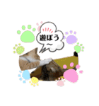 チャトラくん生後6週目～先住猫色々（個別スタンプ：16）