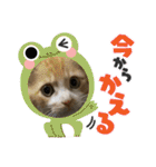 チャトラくん生後6週目～先住猫色々（個別スタンプ：17）