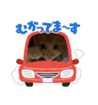 チャトラくん生後6週目～先住猫色々（個別スタンプ：18）
