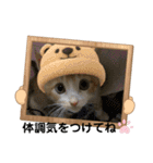 チャトラくん生後6週目～先住猫色々（個別スタンプ：19）