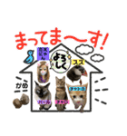 チャトラくん生後6週目～先住猫色々（個別スタンプ：21）