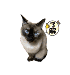 チャトラくん生後6週目～先住猫色々（個別スタンプ：22）