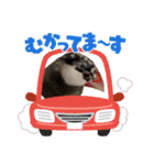 チャトラくん生後6週目～先住猫色々（個別スタンプ：23）