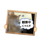 チャトラくん生後6週目～先住猫色々（個別スタンプ：25）