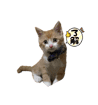 チャトラくん生後6週目～先住猫色々（個別スタンプ：26）