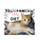 チャトラくん生後6週目～先住猫色々（個別スタンプ：27）
