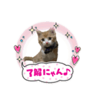 チャトラくん生後6週目～先住猫色々（個別スタンプ：28）