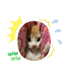 チャトラくん生後6週目～先住猫色々（個別スタンプ：29）