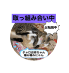 チャトラくん生後6週目～先住猫色々（個別スタンプ：32）