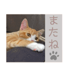 ウミコム日記フォロワー様スタンプ②（個別スタンプ：1）