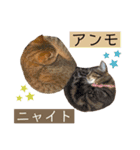 ウミコム日記フォロワー様スタンプ②（個別スタンプ：11）