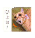 ウミコム日記フォロワー様スタンプ②（個別スタンプ：13）