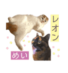 ウミコム日記フォロワー様スタンプ②（個別スタンプ：19）